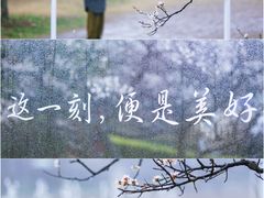 -梅花山(明孝陵内)