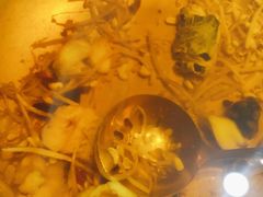 -雲蜀龙阁·金牌水煮鱼(方庄店)