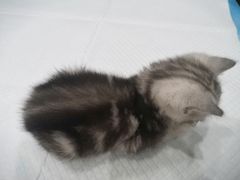 -瑞派名望24h动物医院异宠专科·猫专科·骨科·重症监护分院