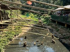 -西双版纳原始森林公园