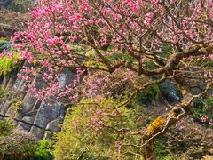 -南山植物园