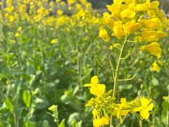 -苏州上方山国家森林公园