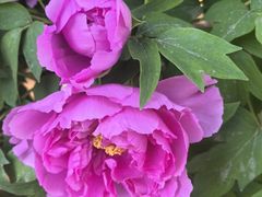 -莲花池公园