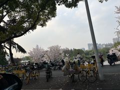 -月湖风景区