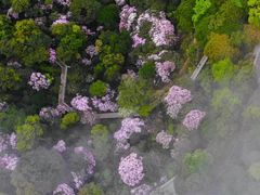 -梧桐山风景名胜区