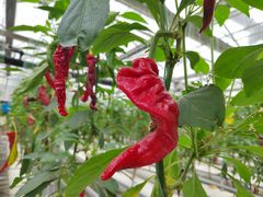 -兰陵国家农业公园