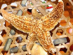 海星-全渔村小海鲜