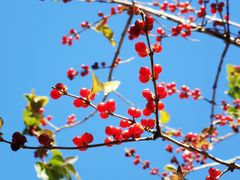 -北京西山国家森林公园