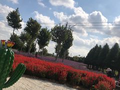 -羊亭河湿地公园