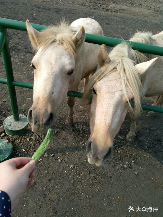 光合谷动物园-图片-静海区周边游-大众点评网