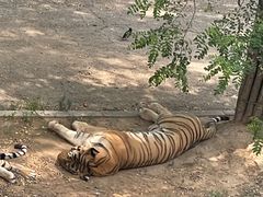 -大连森林动物园