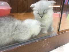 -龟与熊猫宠物公园(南坪店)