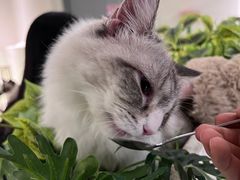 -喵喵咪呀布偶猫咖(春熙路店)