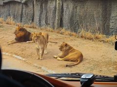 -北京野生动物园