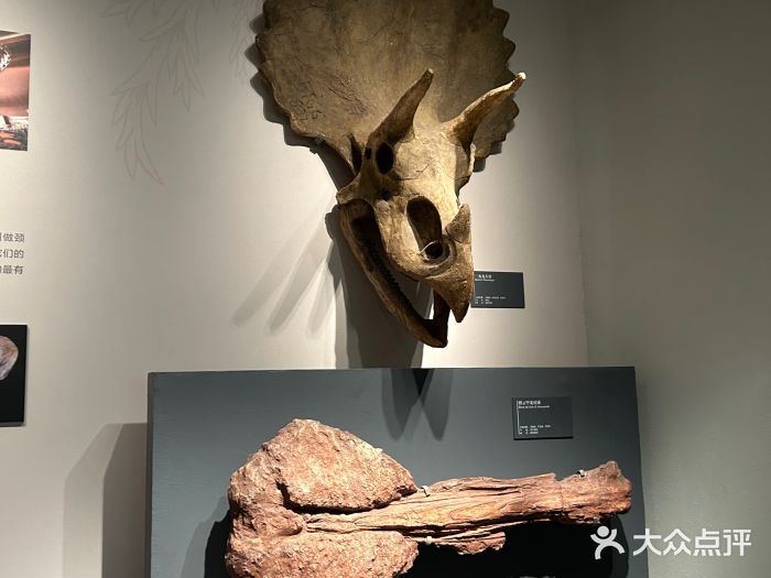 自贡恐龙博物馆图片