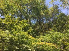 -黎坪国家森林公园