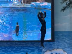 -海合安成都极地海洋公园