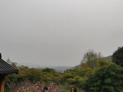 -灵顺寺