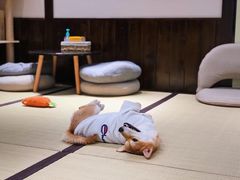 -逗柴咖啡屋·狗咖猫咖宠物桌游