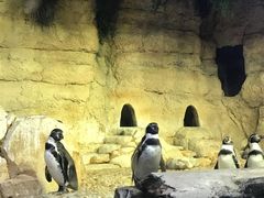 -迪拜水族馆及水下动物园