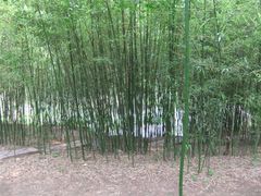 -紫竹院公园冰场