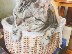 -海边的猫和咖啡馆