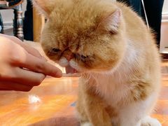 -猫小院猫主题咖啡厅(北锣店)