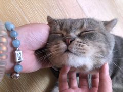 -猫咪派对(江南西店)