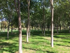 -大兴滨河森林公园