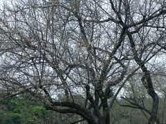 -马峦山郊野公园