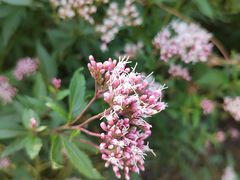 -上海吴淞炮台湾国家湿地公园