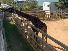 -西霞口神雕山野生动物世界