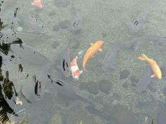 -水前寺成趣园