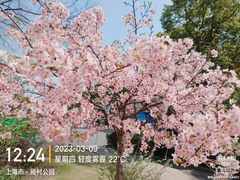 -顾村公园