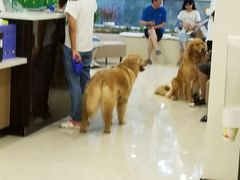 -美联众合动物医院·24h转诊中心