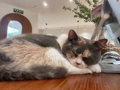 -有猫主题·治愈系猫咖(曾厝垵店)