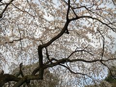 -京都御所