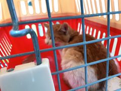 -天使宠物医院·犬猫分诊(彩虹店)