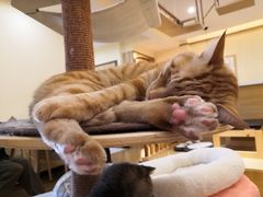 -滚猫咖啡·猫咖·猫友好撸猫(未来城店)