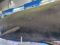 -上海海洋大学鱼文化博物馆(军工路校区)