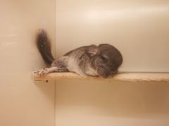 -龙猫仔乐园(惠福东路店)