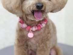 -乐琪宠物(青塔西路店)