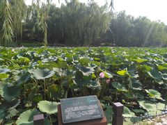 景点-陶然亭公园