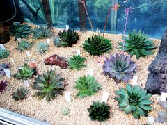 -中国科学院华南植物园