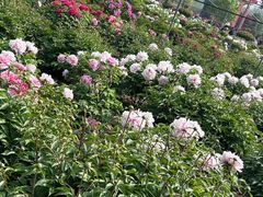 -曹州百花园