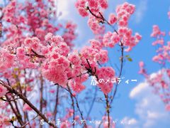 -天适樱花悠乐园