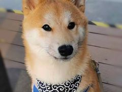 -宠爱国际动物医院· 猫科· 外科·中兽医(长白店)