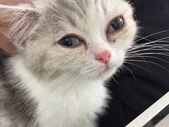 -佳雯宠物医院·皮肤科·内外科(春晓路分院)