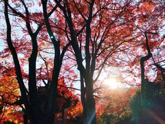 -常寂光寺