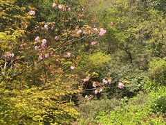 -杭州半山国家森林公园